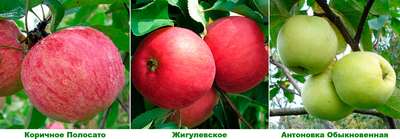 Лучшие летние, осенние и зимние сорта яблонь для Подмосковья