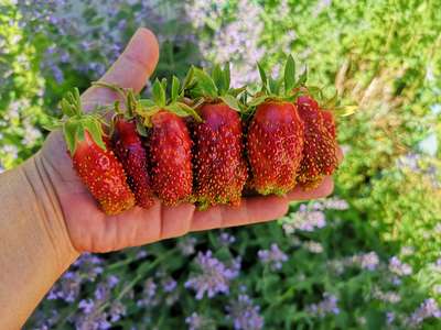 Сорт клубники Купчиха