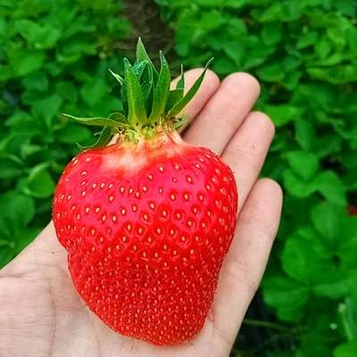 Сорт клубники Зефир