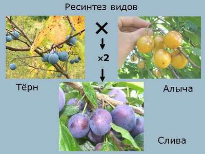 Отличия алычи от сливы