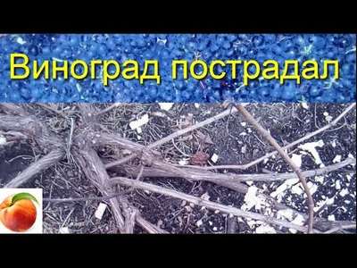 Виноград повредили мыши