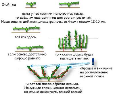 Как ухаживать за виноградом летом?