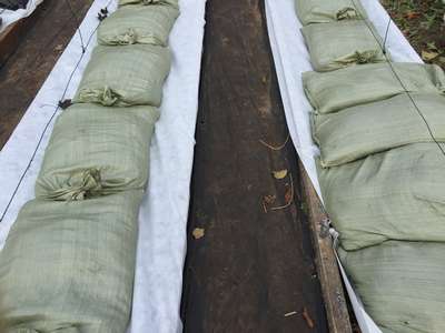 Утепление винограда на зиму