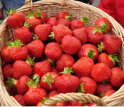 Сорт клубники Полка