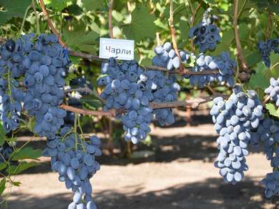 Сорт винограда Чарли