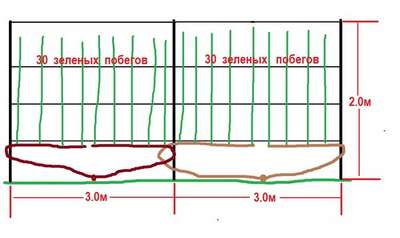 Какое должно быть расстояние между кустами винограда?