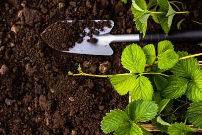 Почва для клубники