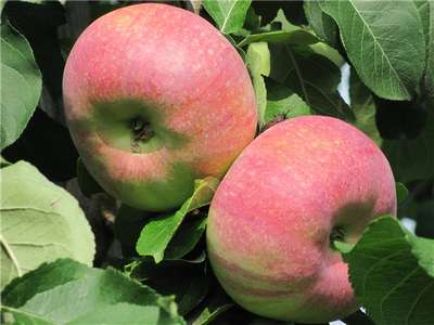 Сорт яблони Апорт