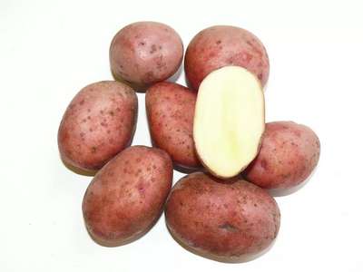 Сорт картофеля Любава