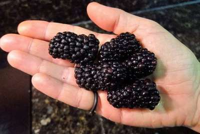 Сорт ежевики Гигант