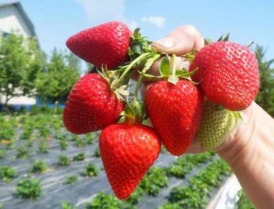 Сорт клубники Сан Андреас