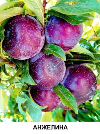 Сорт сливы Анжелина