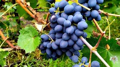 Сорт винограда Молдова