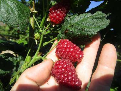 Сорт ежемалины Тайбери