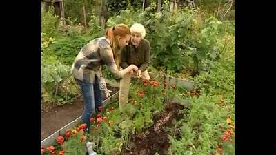 Как сажать морковь по методу Кизимы?