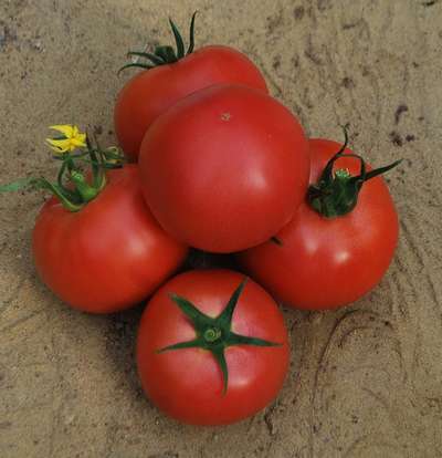 Сорта томатов для Урала