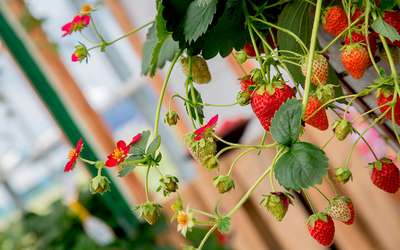 Вьющаяся клубника: уход и выращивание