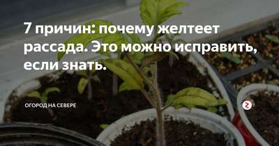 Желтеют и опадают листья у рассады помидор: причины и меры борьбы