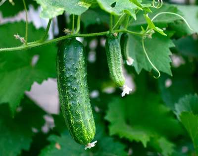 Самоопыляемые сорта огурцов