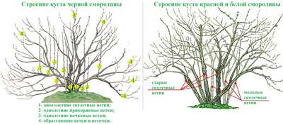 Омоложение чёрной смородины
