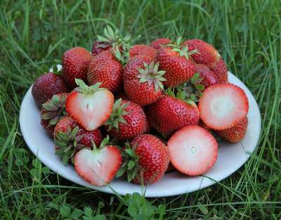 Сорт клубники Соната