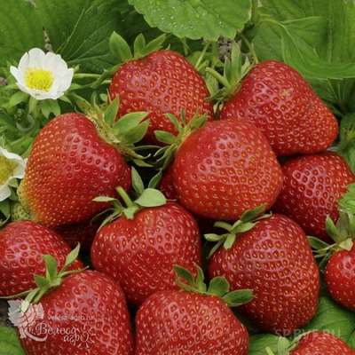 Сорт клубники Фестивальная ромашка