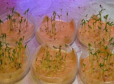 Как быстро всходят семена помидор и как ускорить процесс?