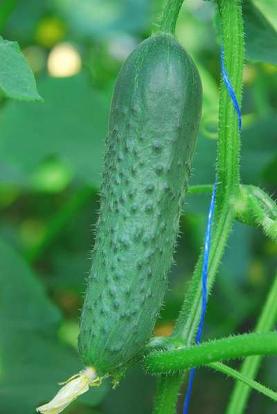 Сорт огурцов Гуннар