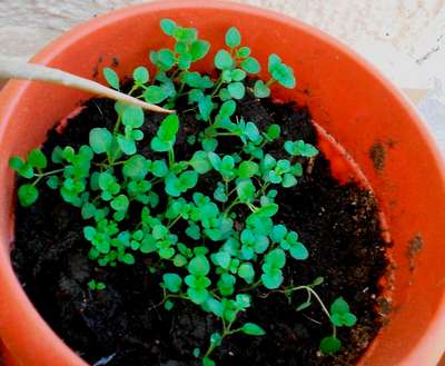 Как вырастить тимьян из семян?