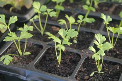 Пикировка сельдерея