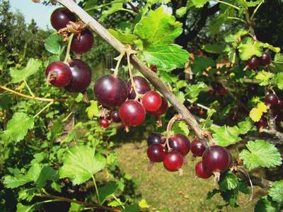 Как посадить йошту?