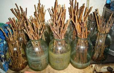 Как хранить черенки винограда зимой?