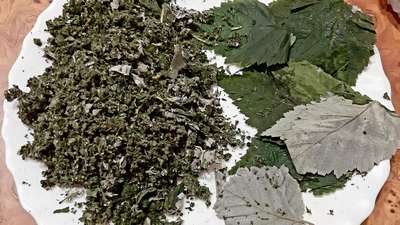 Ферментация листьев смородины