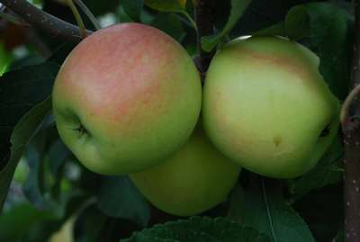Зимние сорта яблонь