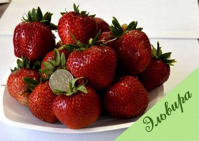 Сорт клубники Эльвира