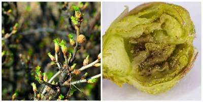 Как уничтожить почковый клещ на смородине?