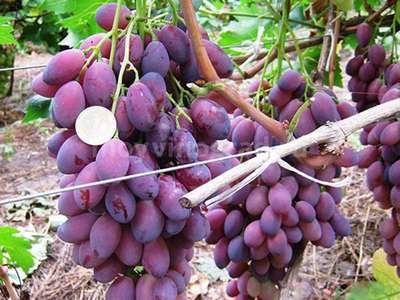 Сорт винограда Ася