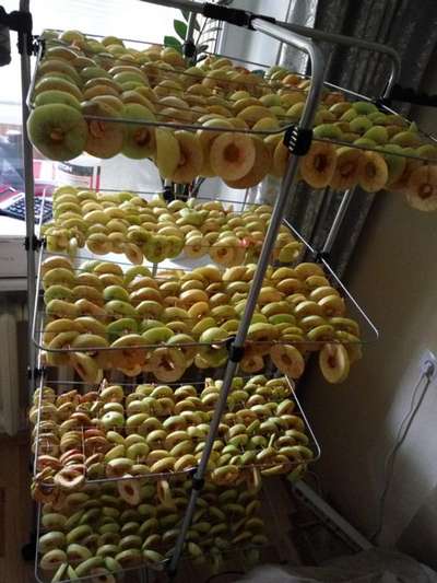 Как высушить яблоки?