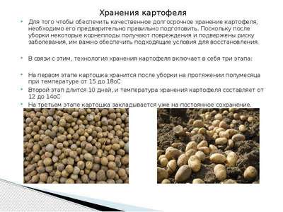 Температура, и способы хранения картофеля