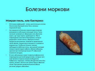 Заболевания моркови