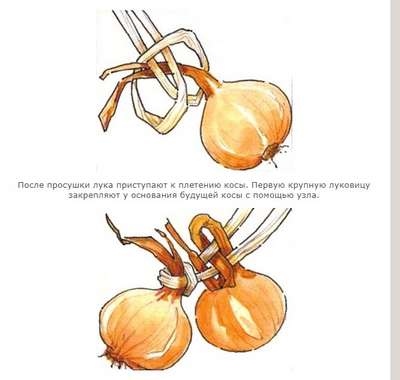 Плетение лука в косы для хранения