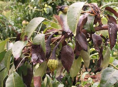 Чернеют листья у груши