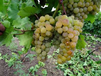 Сорт винограда Платовский