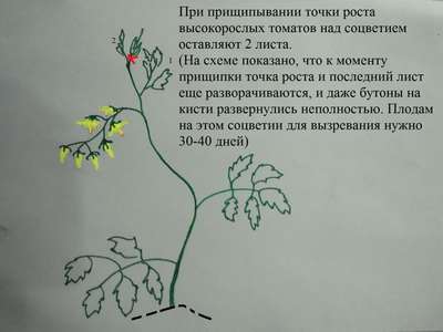 Прищипывание томатов