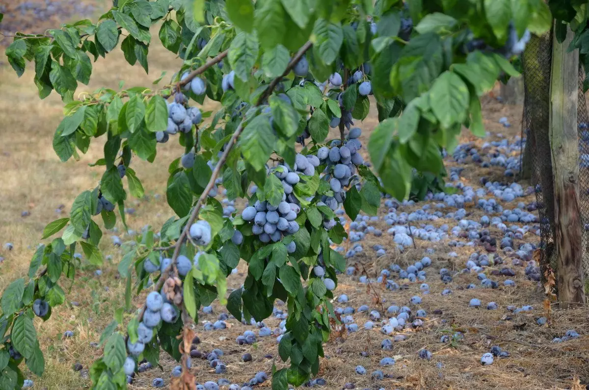 Осыпается слива