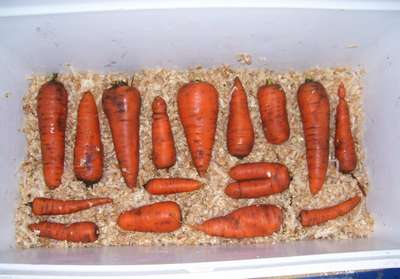 Как хранить морковь на зиму?