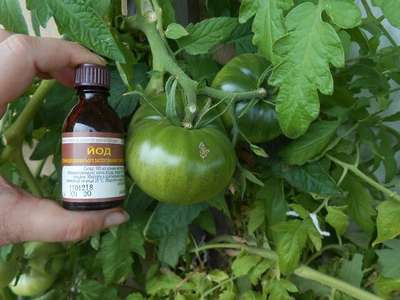 Йод от фитофторы на помидорах