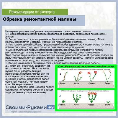 Как обрезать ремонтантную малину?