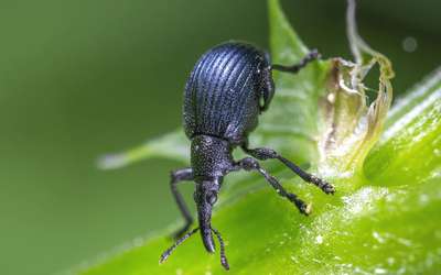 Долгоносик на клубнике