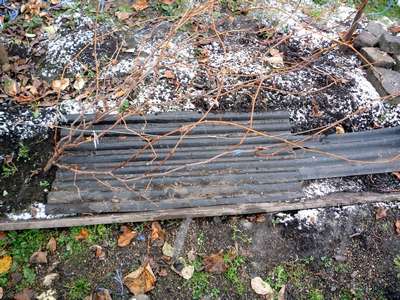 Утепление винограда на зиму